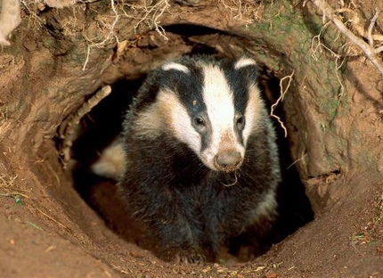 badger habitat