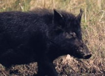 Feral Hog Economics