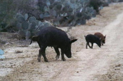 Feral Hog Habitat