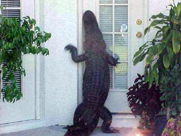 http://wildlifemanagementpro.com/wp-content/uploads/2007/07/alligator-at-door.jpg