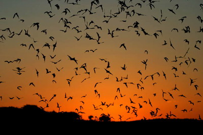 Bats Save Texas Farmers Almost