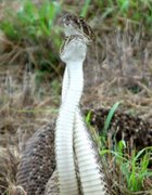 Alligator mating season in central florida