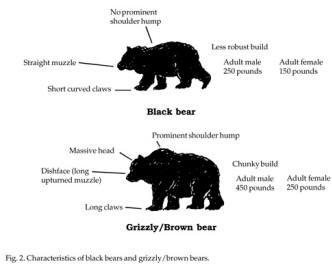ID Black Bear