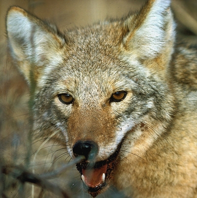 Economic Impacts of Coyotes