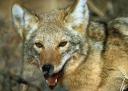 Coyote Identification