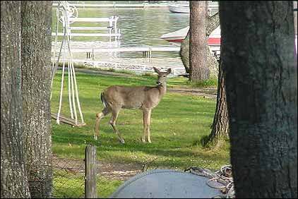 Deer in your yard