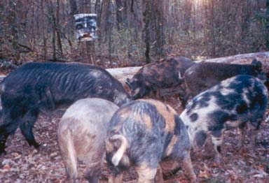 Food habits of feral hogs