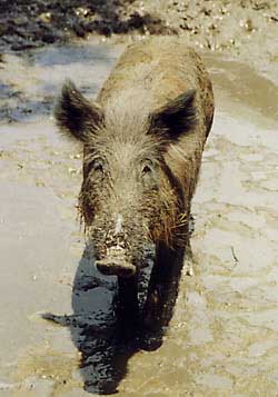 Feral Hog Biology