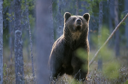 Grizzly Bear in Habitat
