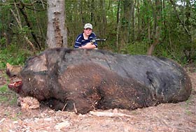 1100 pound Hog is a Hoax