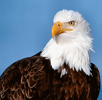 Bald Eagle Removed from Endangered Species List