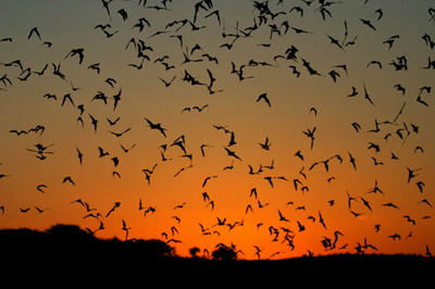 Bats Save Farmers Almost $2M Annually