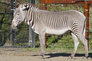 Man Arrested for Drive-By on a Zebra