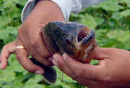 Piranha in North Carolina River