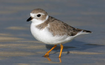 Piping Plover Makes A Comeback
