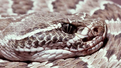Bodyless Rattlesnake Head Bites Man