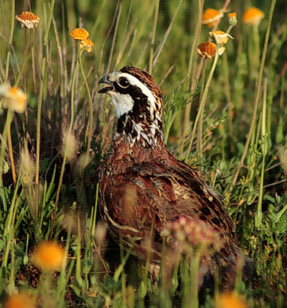 Aerial Surveys: Counting Bobwhite Quail With Helicopters