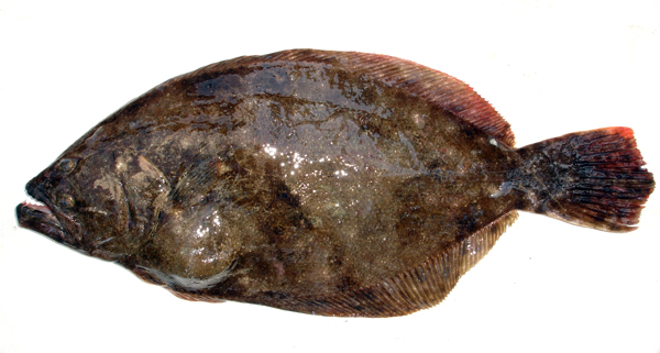 Texas Flounder - Wildlife Management Pro