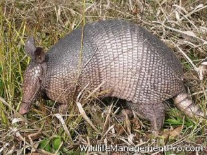 Do Armadillos Carry Leprosy Wildlife Management Pro   Do Armadillos Carry Leprosy 01 300x225 