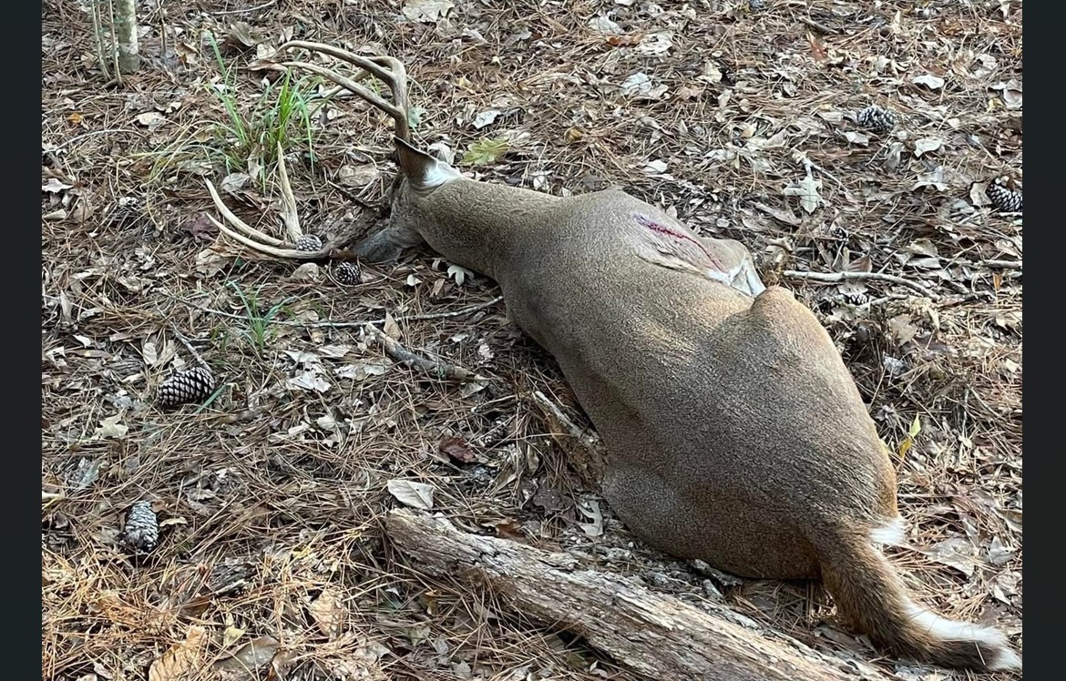 CWD in Brown County, Texas